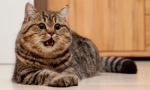 5 Razlogov, zakaj mačke glasno kričijo ponoči