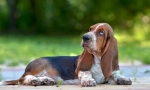 6 Lastnosti basset hound, ki vas bo neprijetno presenetilo