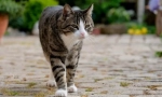 7 Nevarnosti, ki čakajo na domačo mačko na ulici