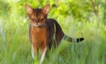 Abyssinian cat (photo): mind, grace in radovednost