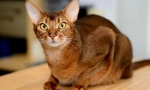 Abyssinian cat