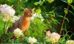 Abyssinian cat (photo): sveto žival faraonov v vašem domu