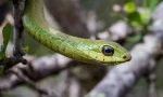 Afriški boomslang