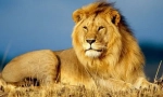 Afriški lev