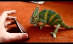 Iphone in chameleon