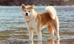 Akita noter