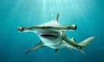 Hammerhead shark