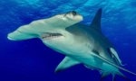 Hammerhead shark
