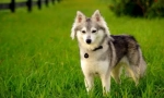 Aljaskan kli-kai (foto): mini-husky s spitzom