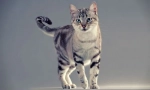 American shorthair cat (photo): feline long-jetre