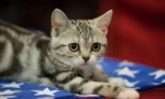 Ameriški shorthair cat