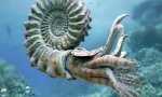 Ammonites