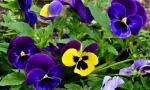 Pansies ali violeta