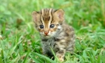 Azijski leopard cat: glasba tropical hunter