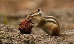 Asian chipmunk