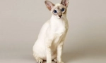 Baliness cat (balinese, balinese)