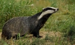 Badger