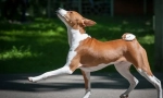 Basenji (photo): tiraj hunter, veselni in energetski prijatelj