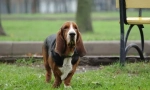 Basset hound