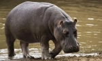 Hippopotamus