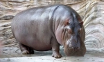 Hippopotamus