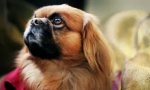 Mad rating: najbolj neumne pasme psov