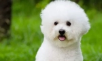 Bichon frize