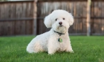 Bichon frize