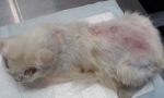 Bolšji dermatitis pri mačkah: simptomi in zdravljenje