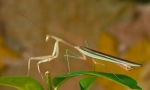 Mantis kitajski