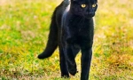 Bombay cat (photo): domov panther v miniature
