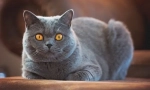 Britanski shorthair cat