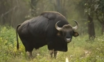 Bull gaur
