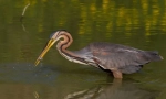 Heron rdečelaska
