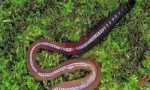 Worms