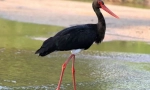 Black stork