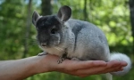 Tako da chinchilla ne boli