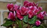 Cyclamen