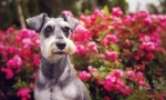 Miniature schnauzer (photo): veličasten prijatelj, zanesljiv in zvest pogumen