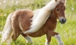 Dartmursky pony