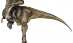 Daspletosaur