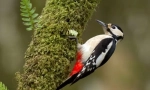 Woodpecker