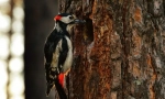 Woodpecker
