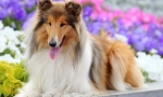 Long-haired collie