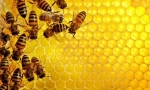 Kaj so čebele med?