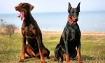 Doberman pinscher (photo): vse o značilnostih nesebičnega lastnika pasem