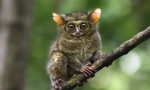 Tarsier