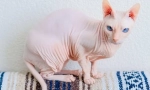 Don sphinx - cat pasma