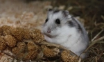 Dzhungarian hamster: opis, cena, vsebina, hranjenje