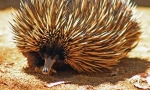 Echidna avstralija
